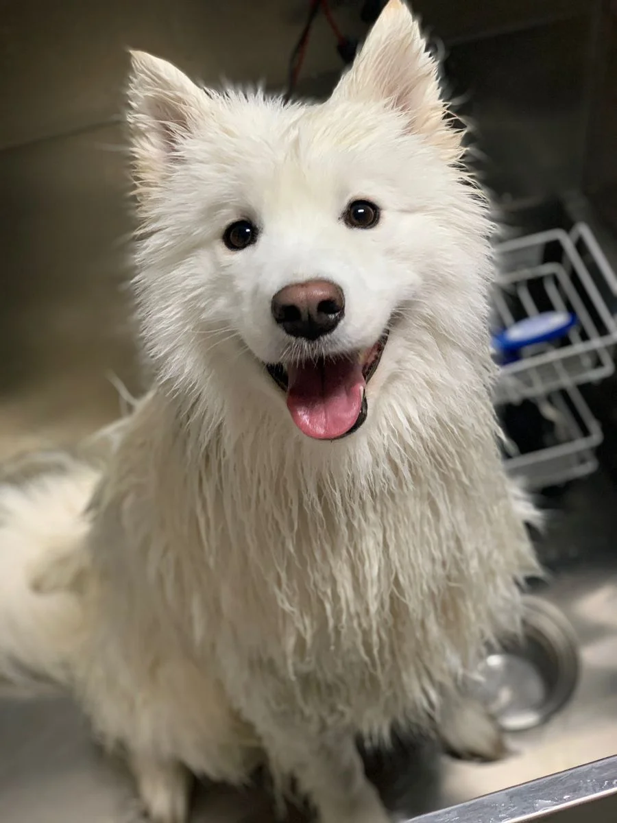 Hijyen Tıraşı | HUSKY - SAMOYED - CHOW CHOW