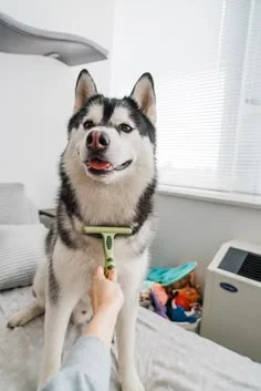 Makine Tıraşı | HUSKY - SAMOYED - CHOW CHOW